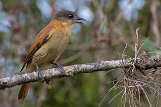 Kuifbekarde - Pachyramphus validus